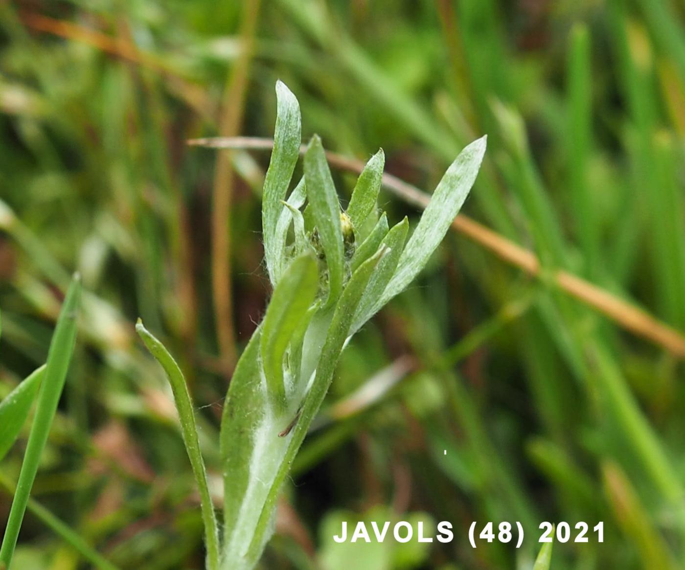 Cudweed, Marsh leaf